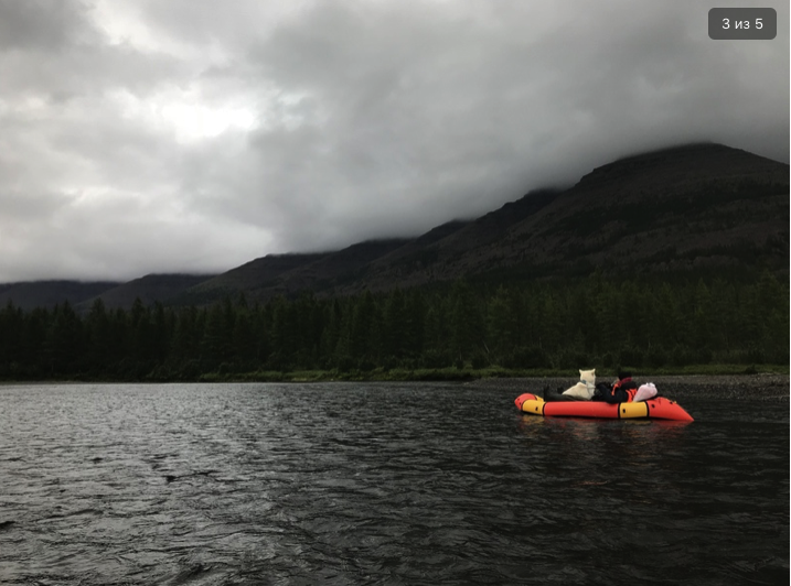 Иволга Стандартная